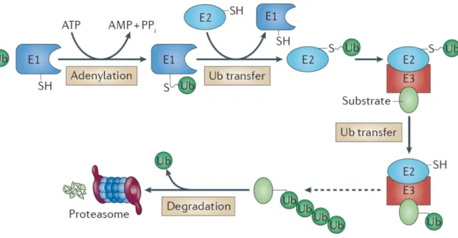 Figure 6 | The ubiquitin proteasome pathway 