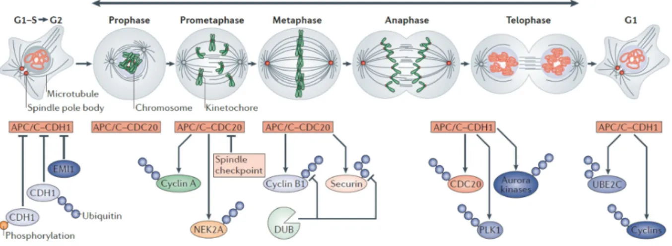 Figure 8). APC/C substrates are degraded in a timely and ordered fashion to ensure controlled activation  of  cell  cycle  events.  This  is  achieved  by  several  regulatory  mechanisms  including  binding  of  regulatory  proteins to the APC/C, phosphor