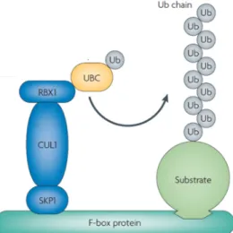 Figure 9 | Schematic presentation of SCF mediated polyubiquitination  of target substrates 