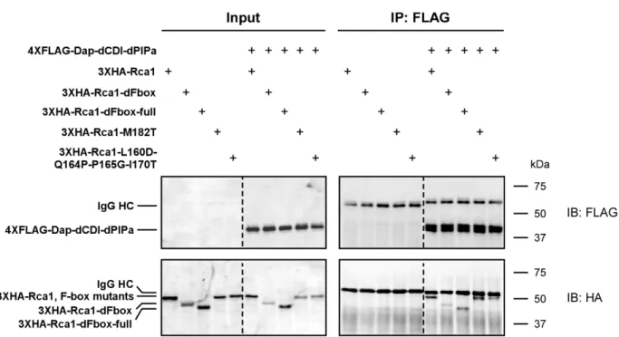 Figure 19 | A functional F‐box in Rca1 is not required for Dap binding 