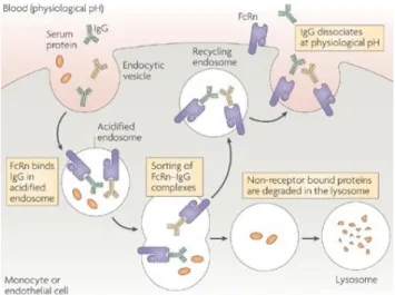 Figure 10: Neonatal Fc-receptor-mediated IgG recycling mechanism  During  endocytosis,  type  G  immunoglobulins  (IgG)  bind  to  FcRn  receptors  at  an  acidic  pH  inside  the  endosome