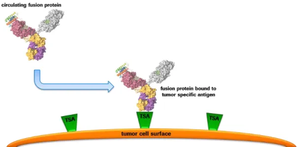 Figure 11: Binding and enrichment of fusion proteins on the surface of tumor cells 