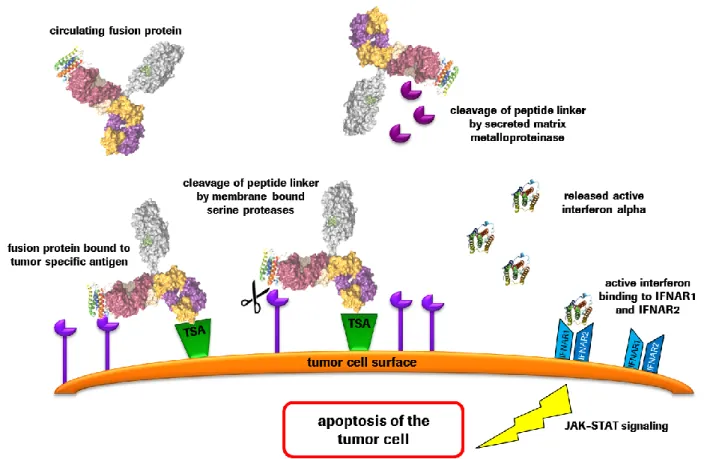 Figure 13: Interferon signaling pathway induces apoptosis induction in tumor cells 