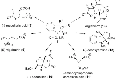 Figure 2. Examples of accessible compounds from cyclopropanes 7. 7–13   