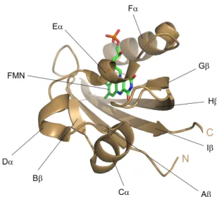 Figure 1.1.1 PAS-fold of LOV domains exemplified by the crystal structure of the LOV1 domain from C.