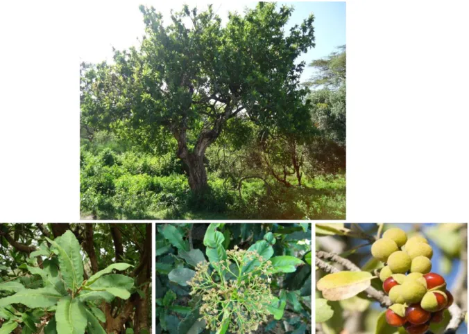 Figure 2.4: Up: P. capensis tree at Ngorongoro conservation area.  Left - down: P. capensis leaves
