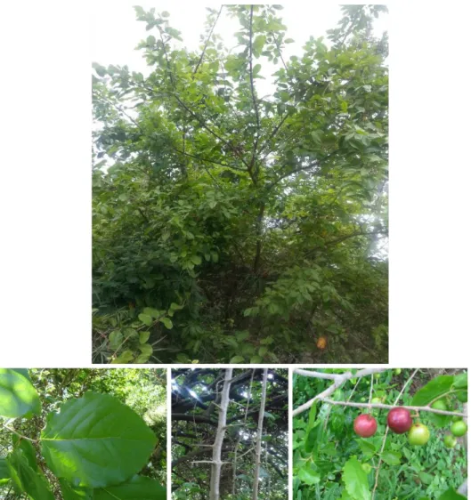 Figure 2.5: Up: F. indica tree at kikavu area, Kilimanjaro. Left - down: F. indica leaves
