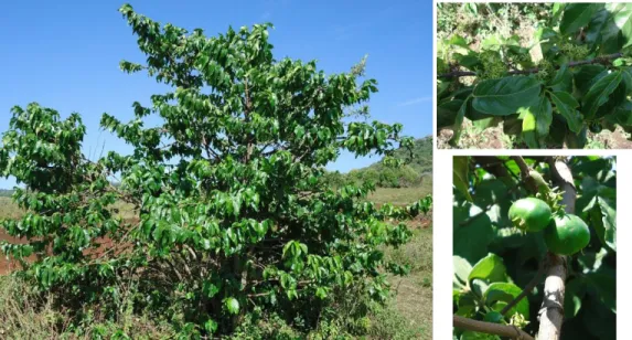 Figure 2.7: Left: V. apiculata tree at Monduli district. Right - up: V. apiculata leaves and flowers