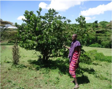 Figure 2.11: TMP showing V. apiculata, for control at Emairete village, Monduli district- Arusha
