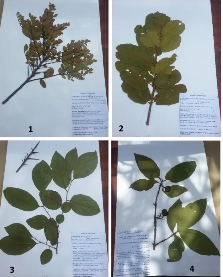 Figure  2.13:  Herbarium  specimens  of  the  four  surveyed  medicinal  plants.  1:  M