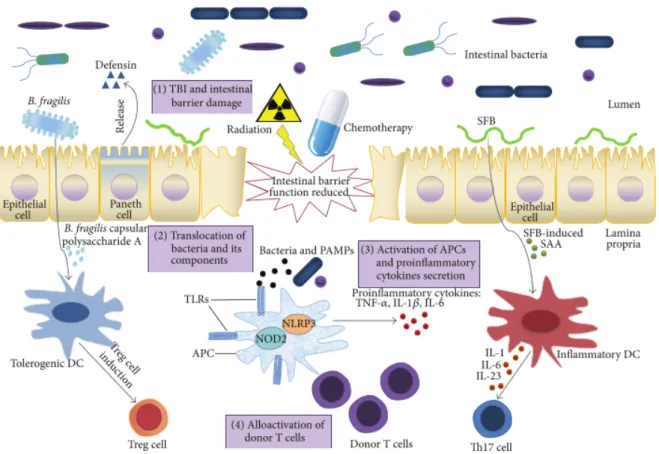 Abbildung 1: „Schematic of the role of microbiota in graft-verus-host disease in the gut“ aus Chen, Y.,  Zhao, Y., Cheng, Q., Wu, D