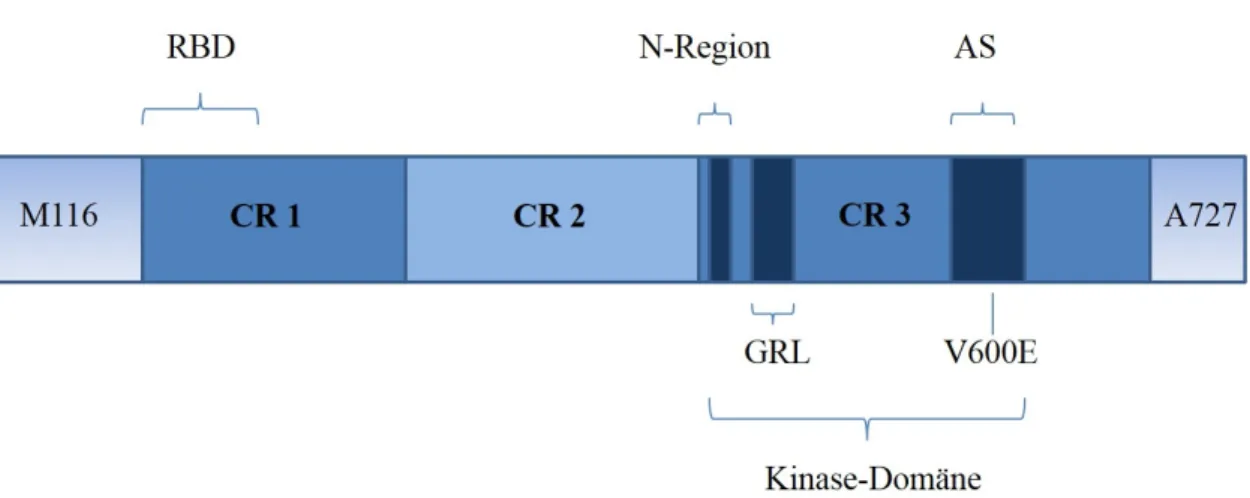 Abb.  2:  Struktur  von  B-Raf.  In  CR1  ist  die  Ras  binding  domain  (RBD)  dargestellt,  in  CR3  die  Kinasedomäne, bestehend aus N-Region, glycine-rich loop (GRL) und activation segment (AS)