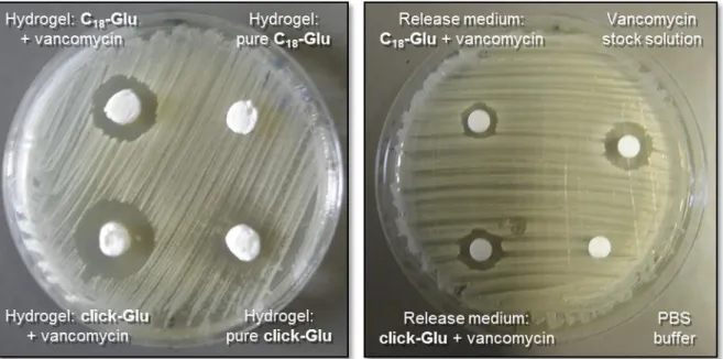 Fig.  17  The  zone  of  inhibition  test  against  Staphylococcus  aureus.  Left)  for  vancomycin  containing  hydrogels derived from  C 18 -Glu and click-Glu and their corresponding controls right) for release medium  (on filter paper) after 24 h of van