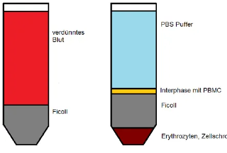 Abbildung 2 Aufreinigung von PBMC aus Vollblut 