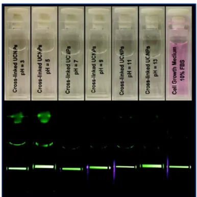 Figure 3.2│  Core/shell  nanoparticles  (NaYF 4 :20%   Yb 3+ , 2% Er 3+ /NaYF 4 −PMAO−BHMT)  dispersed  in  water  at  different  pH  from  3  to  13  and  serum-supplemented  cell  growth  medium  and  respective  images  under  980  nm  excitation (botto