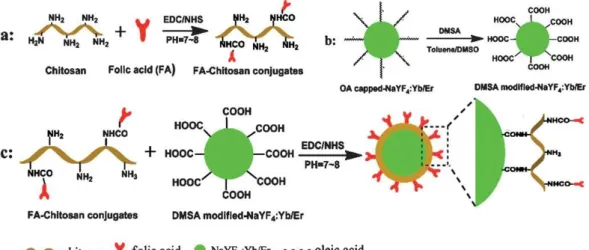 Figure 3.7│  Illustration  of  the  formation  of  NaYF 4 :Yb,Er  nanoparticles  coated  with  folic  acid  (FA)  and  chitosan