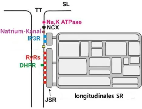 Abbildung 1-1. Aufteilung des junktionalen SR (jSR) und des longitudinalen SR. Zu erkennen ist ebenfalls die clusterförmige  Aufteilung  der  Ryanodin-Rezeptoren    (RyR)