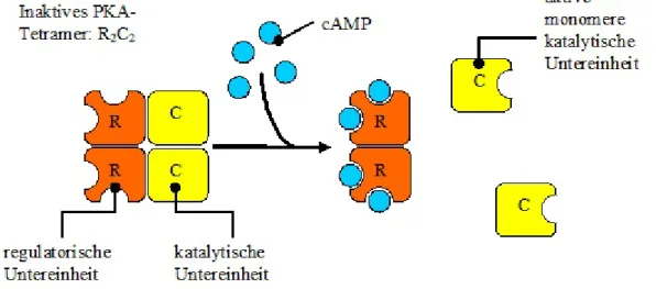 Abbildung  1-8.  Als  Heterotetramer  besteht  die  PKA  in  ihrem  Aufbau  aus  zwei  katalytischen  und  zwei  regulatorischen  Untereinheiten