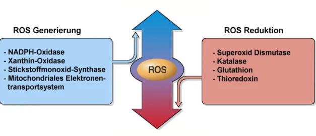Abbildung 1-10. Die verschiedenen Entstehungs- und Abbauwege von ROS. Modifiziert nach ERICKSON, 2011, S