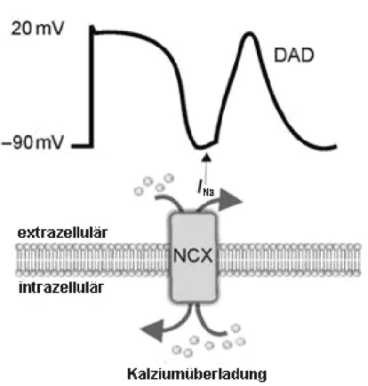 Abbildung  1-12.  Eine  zytosolische  Kalziumüberladung  verursacht  einen  Natriumeinstrom  durch  den  Natrium- Natrium-Kalziumaustauscher (NCX), wodurch DADs getriggert werden können