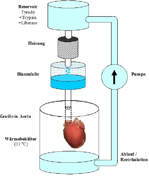 Abbildung  2-1.  Vereinfachte  Darstellung  der  Langendorff-Perfusionsanlage,  welche  zur  Isolation  der  Mäusekardiomyozyten  eingesetzt wurde