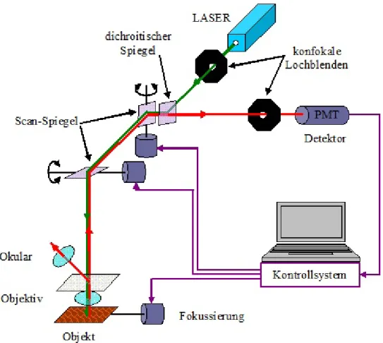 Abbildung 2-2. Vereinfachte Darstellung des Prinzips des verwendeten Laser-Konfokalmikroskops