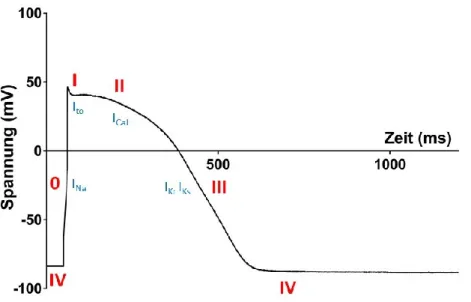 Abbildung 1: Kardiales Aktionspotential. Phase IV: Das Ruhemembranpotential von -80 mV  wird durch die Na + /K + -ATPase gebildet