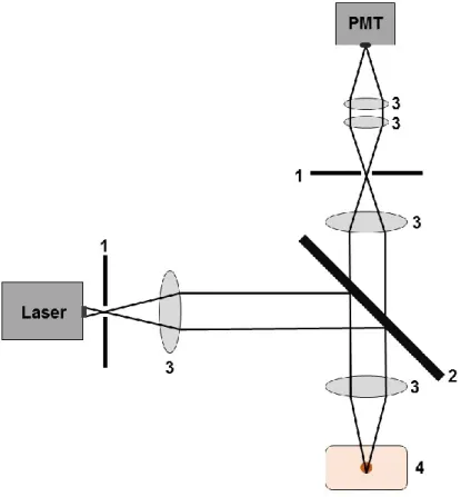 Abbildung 8: Schematische Darstellung der Konfokalmikroskopie. Der Anregungsstrahl wird  durch eine Lochblende (1), den dichroitischen Spiegel (2) und eine Anordnung von Linsen (3) auf  das  Präparat  (4)  fokussiert