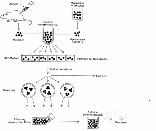 Abb. 3: Darstellung monoklonaler Antikörper (Quelle : Stryer 1988, S.932)