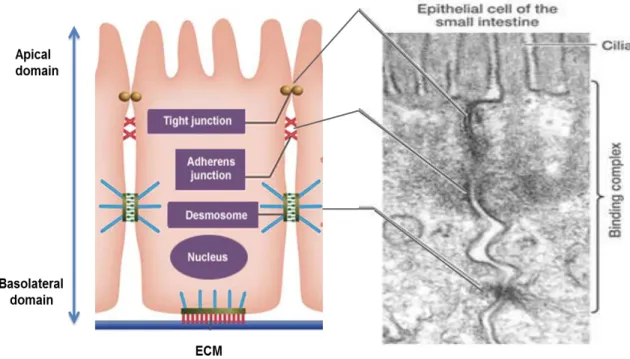 Figure 2.1: Epithelial cell-cell contacts and adhesion 