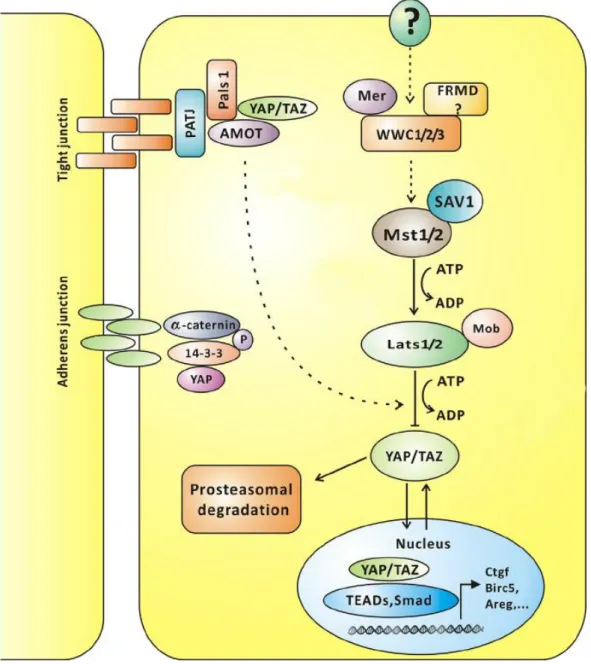 Figure 2.6: Hippo pathway signaling in mammals (adapted from Hao et al. 2014) 