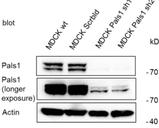 Figure 5.1.1: Stable Pals1 knockdown cell lines, showing a reduction of Pals1 protein  levels in MDCK cells   