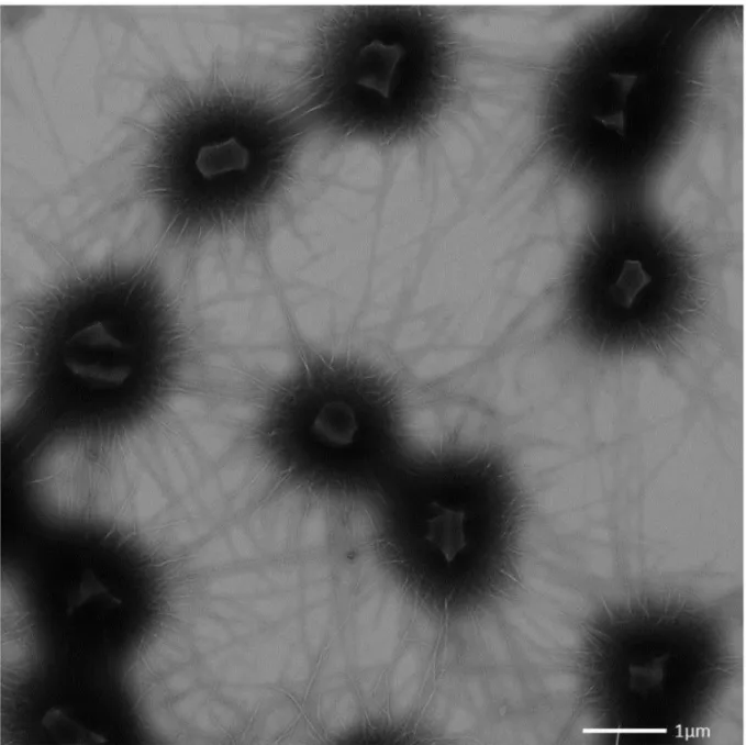 Figure III.1-6 Transmission electron micrograph (negative staining) of the SM1 euryarchaeal biofilm