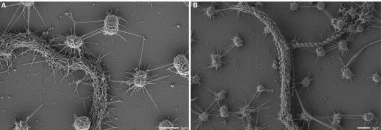 Figure III.1-7 Scanning electron micrograph. Archaeal cocci of the SM1 biofilm with numerous hami, cocooning  bacterial filaments of varying diameter (A,B)