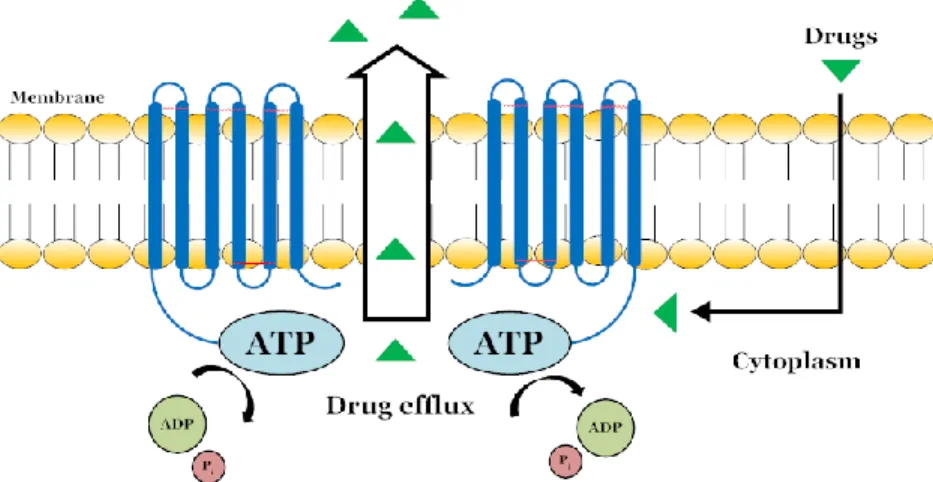 Figure 1-3 Schematic molecular mechanism of substrate binding and ATP hydrolysis by  ABC transporters  
