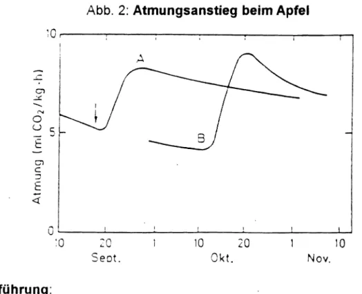Abb. 2: Atmungsanstieg beim Apfel