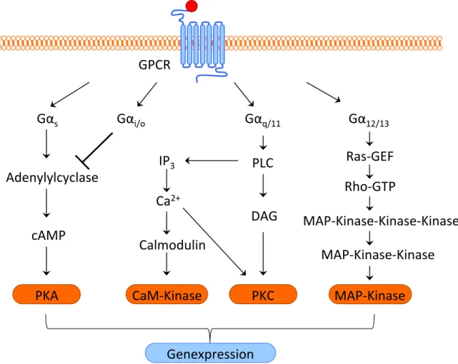 Abb. 1.2. Signaltransduktionswege verschiedener G-Proteine.