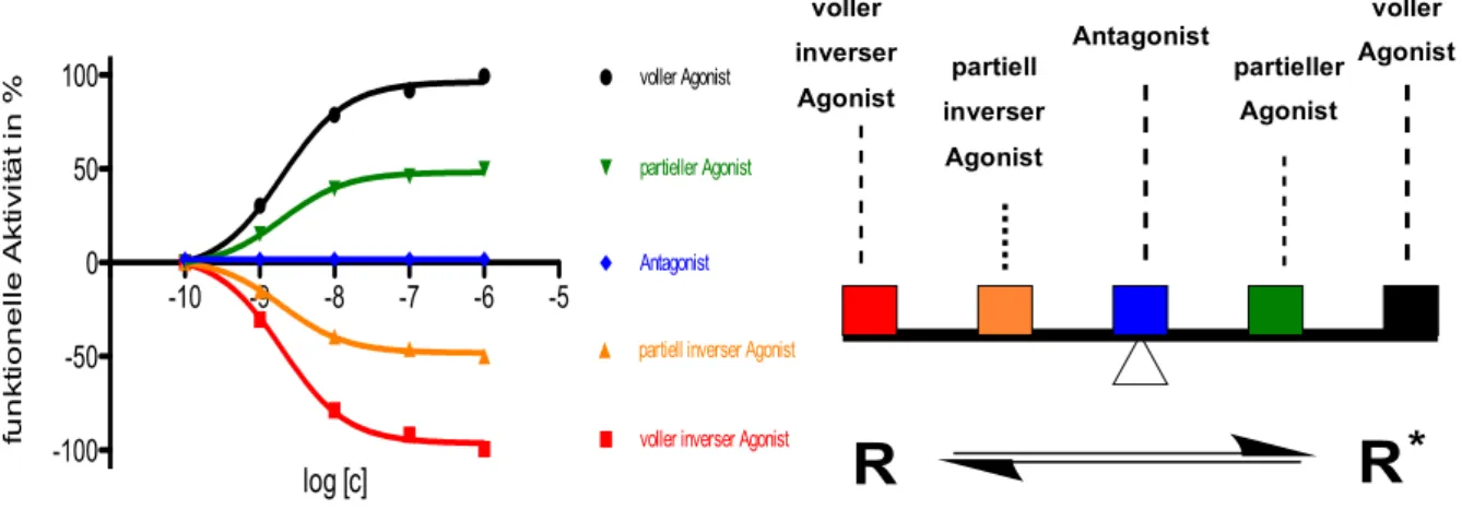 Abb.  1.4.  Ligandklassifizierung  in  Bezug  auf  ihren  Einfluss  auf  das  Gleichgewicht  von  aktiven  und  inaktiven  Rezeptorzuständen, sowie auf die funktionelle Aktivität in einem Effektorsystem (adaptiert von Seifert und  Wenzel-Seifert, 2002)