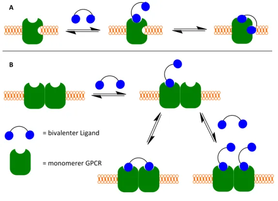 Abb.  1.5.  Rezeptorbindungsmodell  eines  bivalenten  Liganden  an  ein  GPCR-Monomer  (A)  und  an  ein  GPCR- GPCR-Dimer (B)