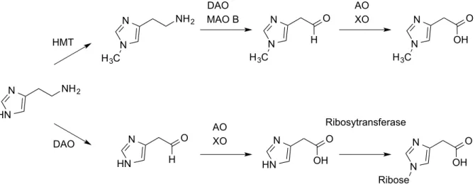 Abb.  1.7.  Metabolisierung  von  Histamin.  HMT:  Histamin-N(τ)-Methyltransferase;  DAO:  Diaminoxidase;  MAO  B: 