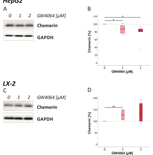 Abbildung 9   Einfluss des FXR-Agonisten GW4064 auf Chemerin in HepG2 und LX-2. (A) Chemerin-Expression  in HepG2-Zellen bei Stimulation mit GW4064