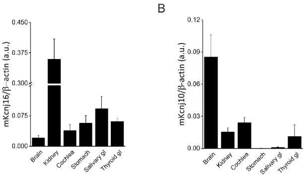 Figure 6. mRNA levels of Kcnj16 and Kcnj10 in several tissues of Kir5.1 +/+  mice. 