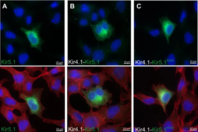 Figure 11. Immunofluorescence of Kir5.1 transfected CHO cells. 
