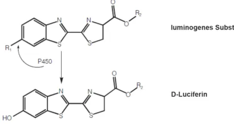 Abbildung  8μ  Umwandlung  des  luminogenen  Substrats  zu  D-Luciferin  durch  das  Cytochrom  P450- P450-Isoenzym