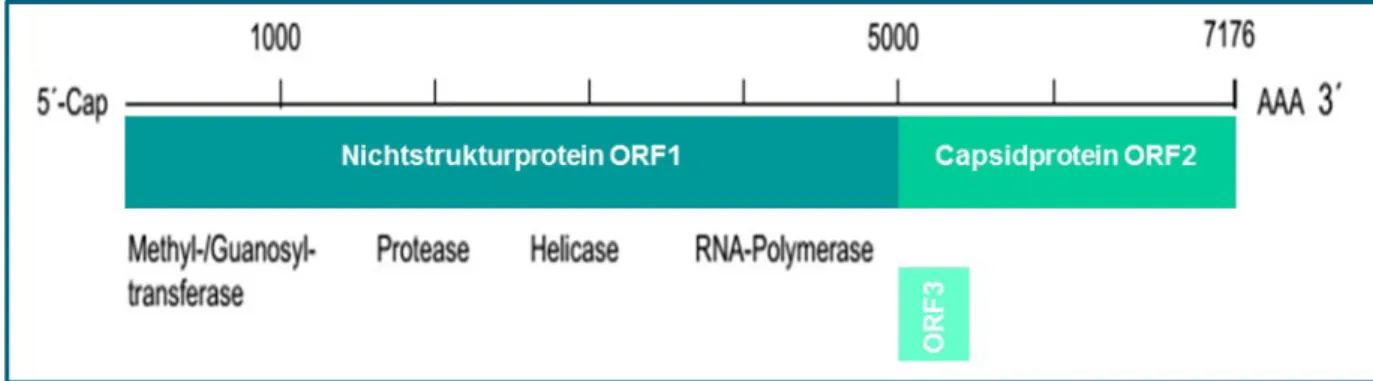 Abbildung 1: Genomorganisation des Hepatitis-E-Virus (modifiziert nach(4))