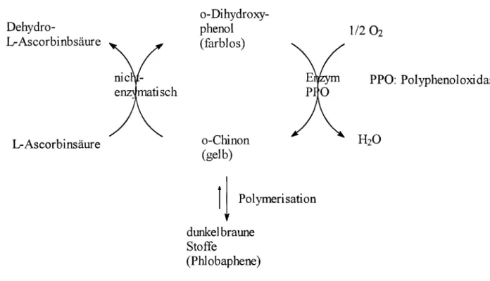 Abbildung 4: aus Chemie in unserer Zeit, Die Chemie der L-Ascorbinsäure in Lebensmitteln, 1993, Nr