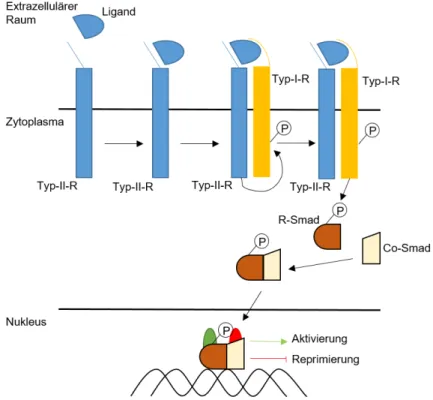 Abbildung 1: Prinzip der Signalweiterleitung des BMP- bzw. TGF-β-Signalwegs. Nach der Bindung  des Liganden an den Typ-II-Rezeptor II-R) rekrutiert und aktiviert dieser den Typ-I-Rezeptor  (Typ-I-R) durch Phosphorylierung