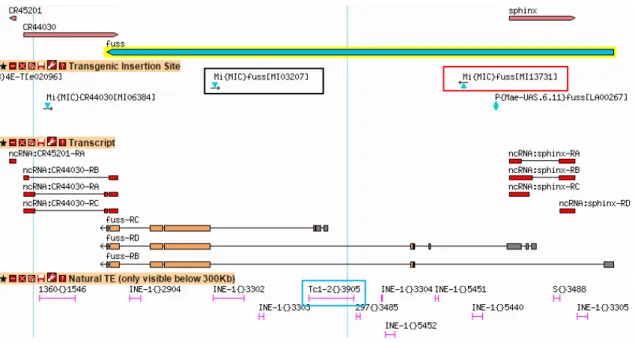 Abbildung  27:  Lokalisation  der  MiMIC-Insertionen  Mi03207  und  Mi13731  im  fuss-Genlokus
