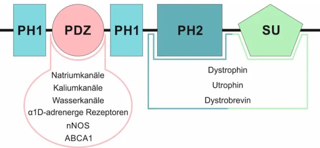 Abbildung  3:  Schematischer  Aufbau  der  Syntrophine  mit  ihren  Interaktionspartnern  (nach  [149])