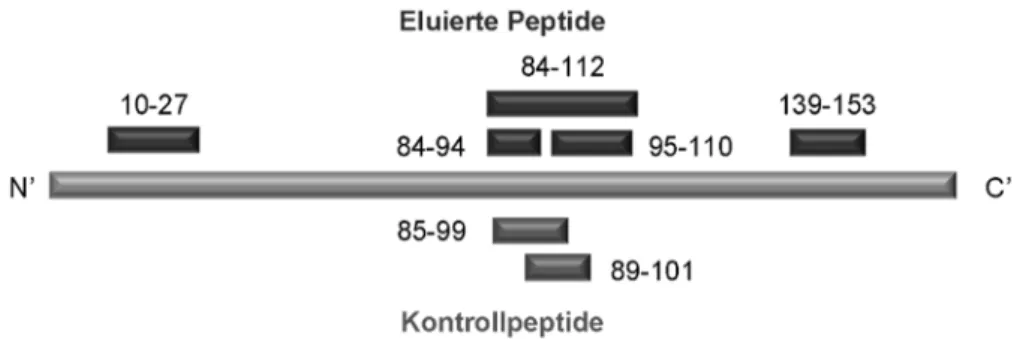 Abbildung 8: Übersicht über die getesteten MBP-Peptide 